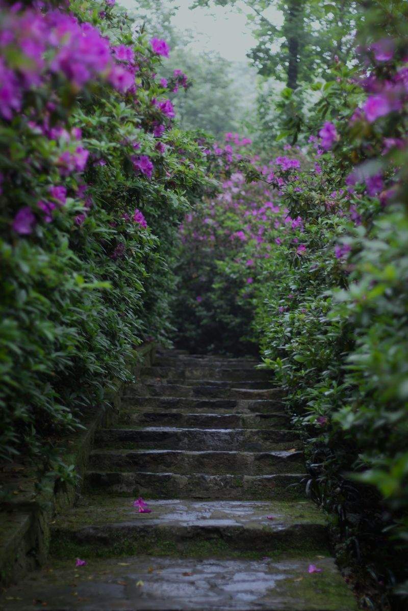 Jardins Harmonie Paysage 12